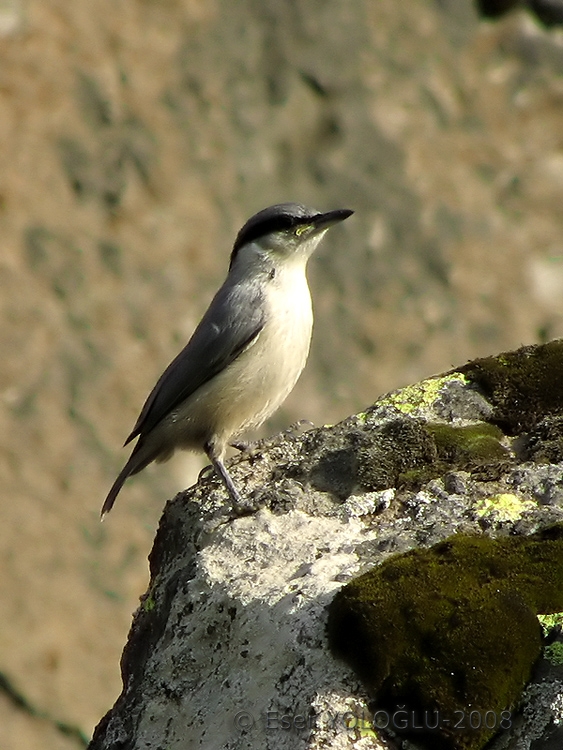 Western Rock Nuthatch