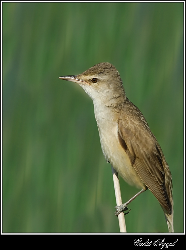 Great Reed Warbler