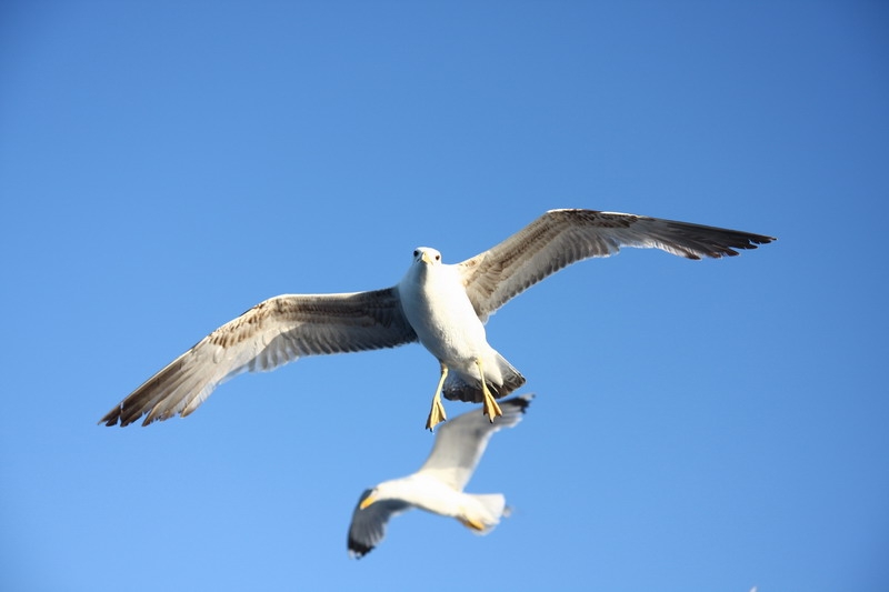 Yellow-legged Gull
