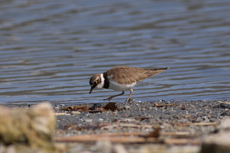 Little Ringed Plover