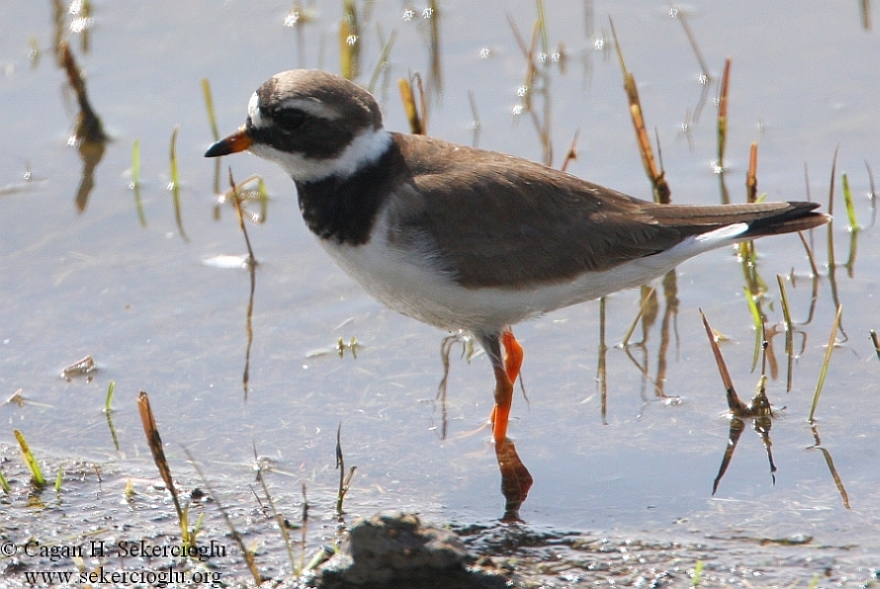 Common Ringed Plover