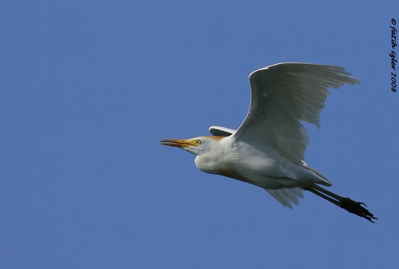 Western Cattle Egret