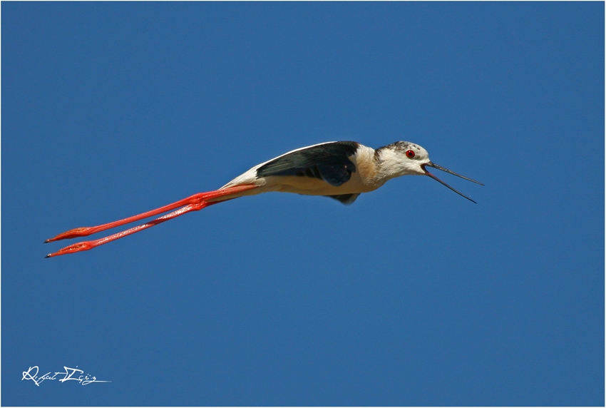 Black-winged Stilt