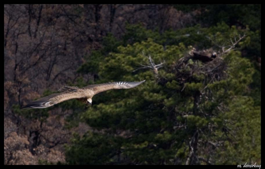 Cinereous Vulture