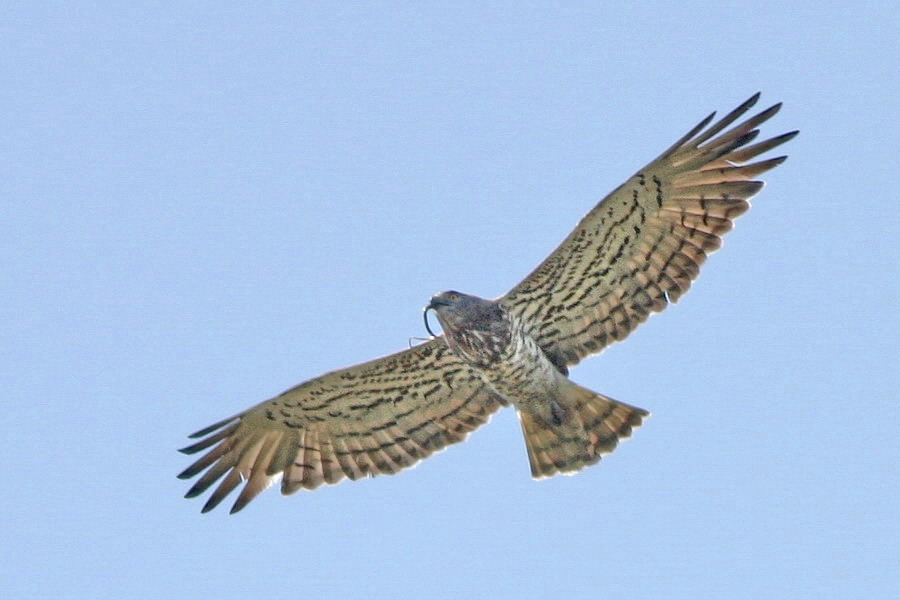 Yılan Kartalı