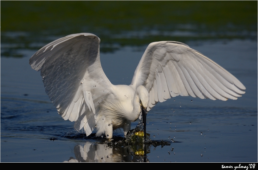 Little Egret