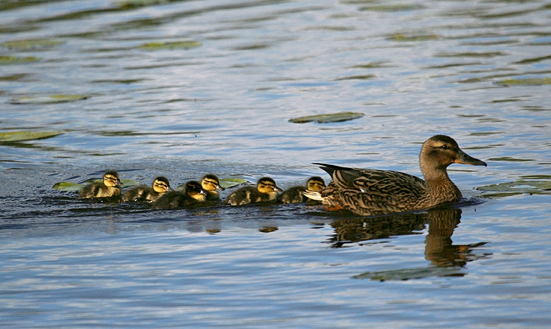 Mallard