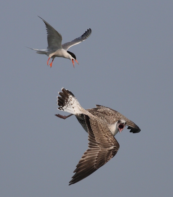 Common Tern