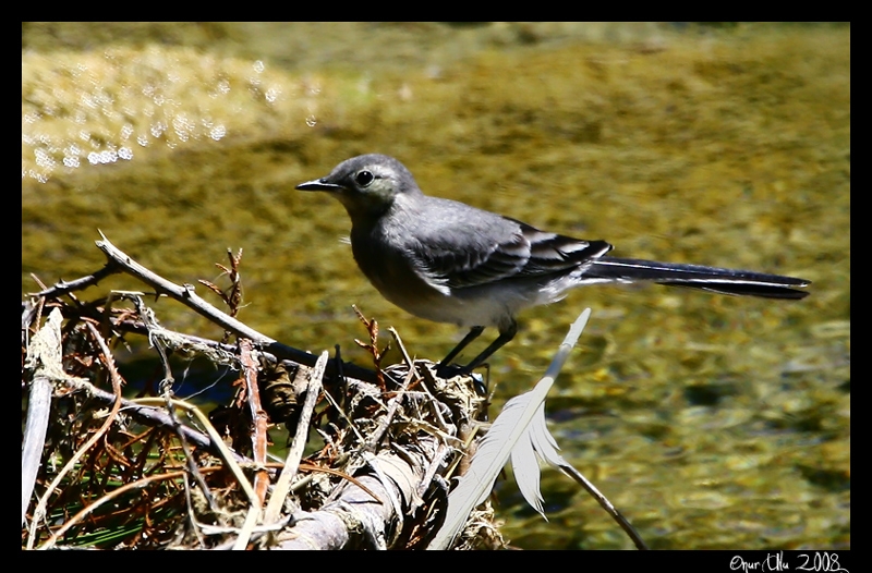 White Wagtail