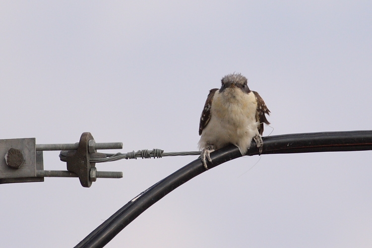 Great Spotted Cuckoo