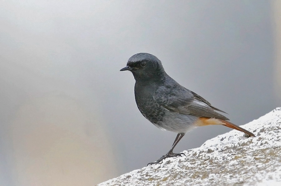 Black Redstart