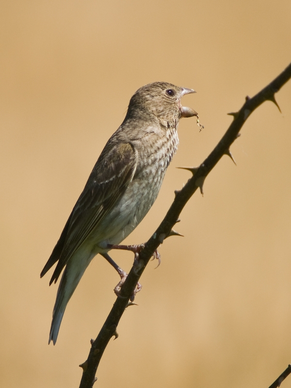 Common Rosefinch