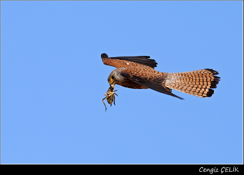 Lesser Kestrel