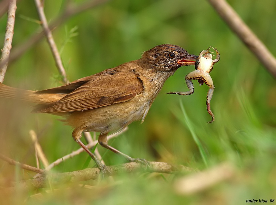 Great Reed Warbler