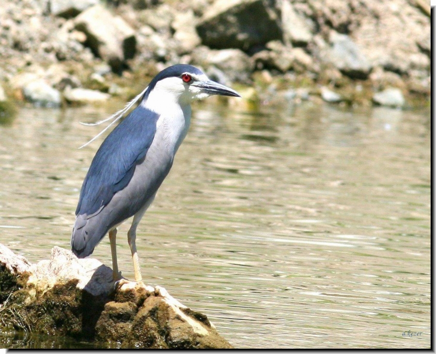 Black-crowned Night Heron
