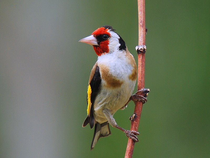 European Goldfinch
