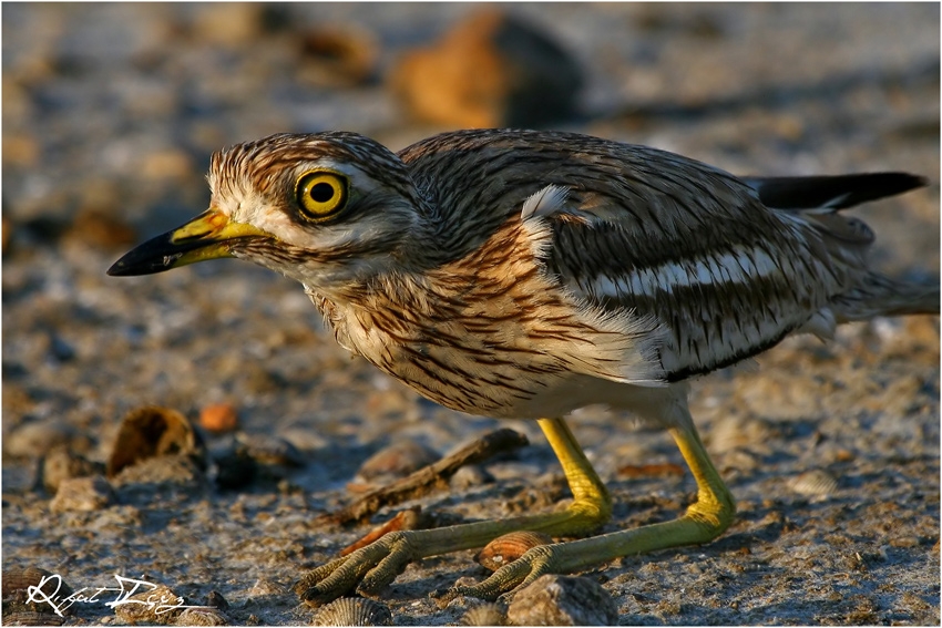 Eurasian Stone-curlew