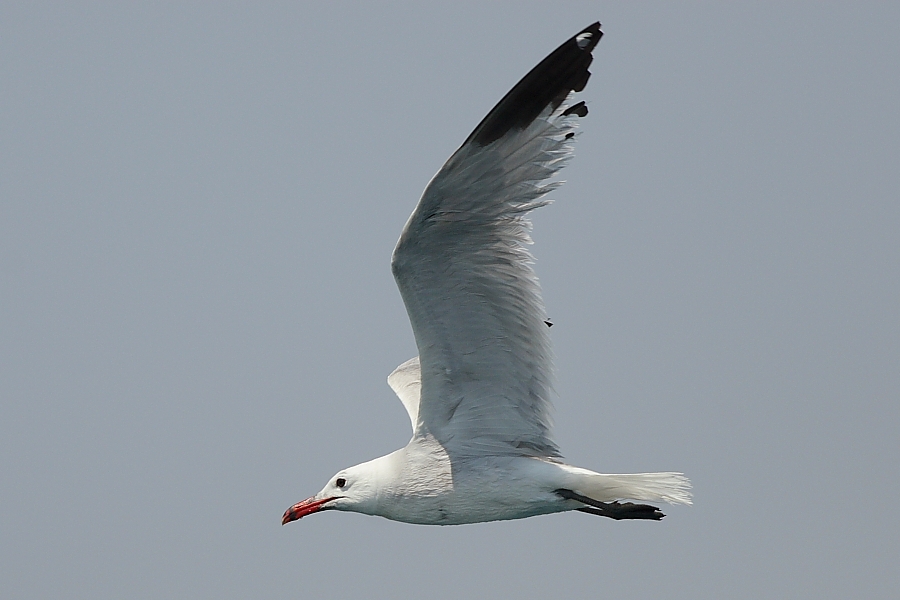 Audouin`s Gull