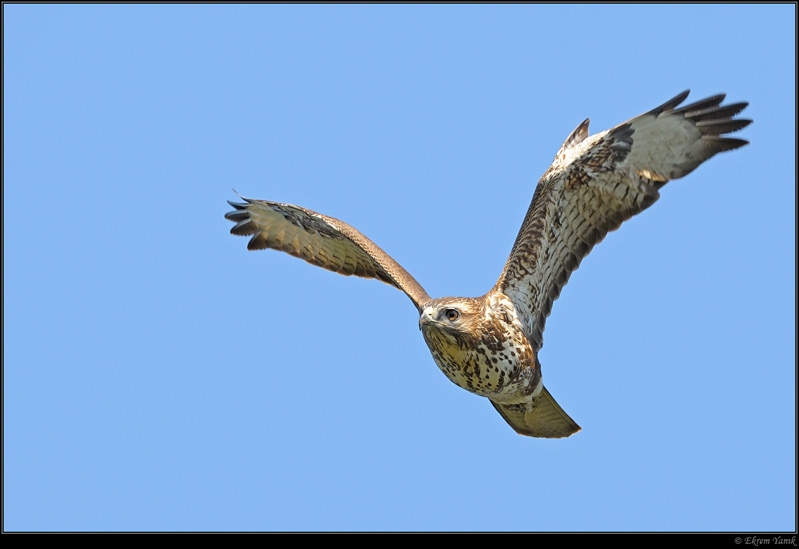 Common Buzzard