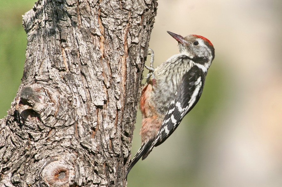 Middle Spotted Woodpecker