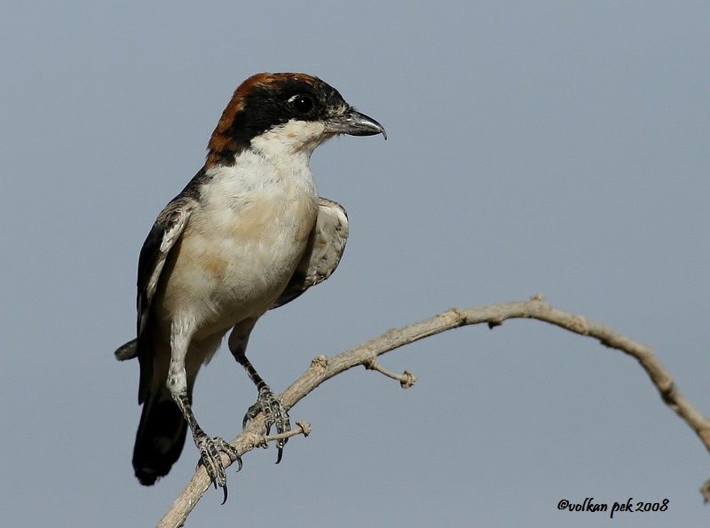 Woodchat Shrike