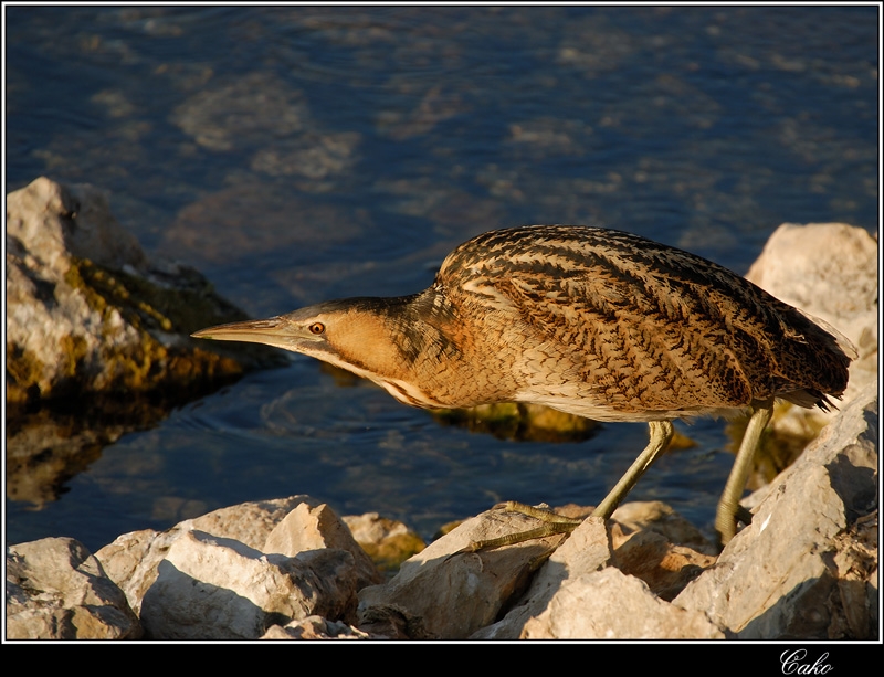 Eurasian Bittern