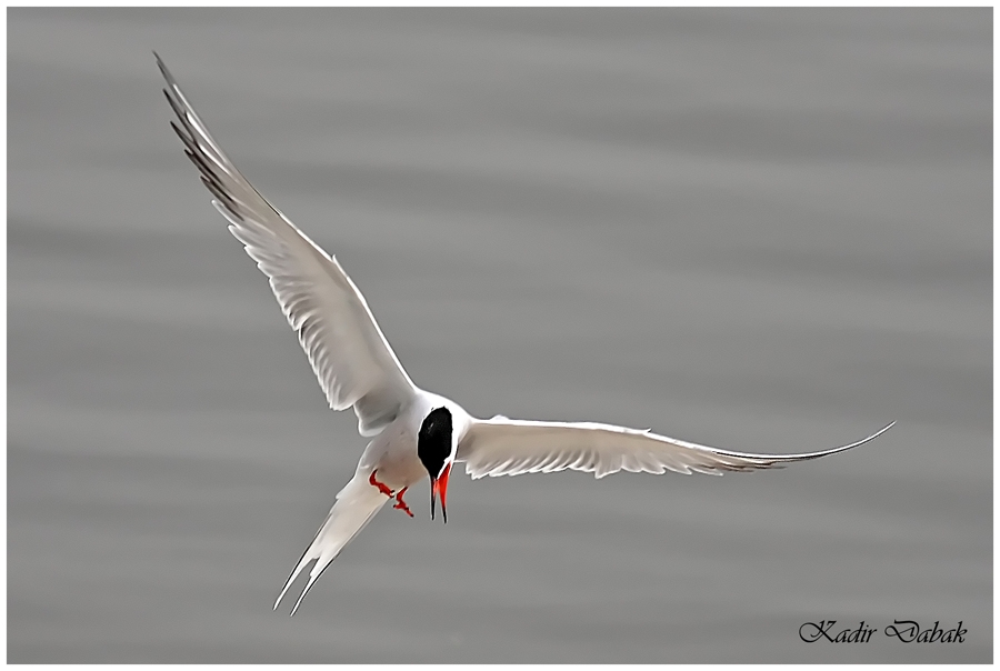Common Tern