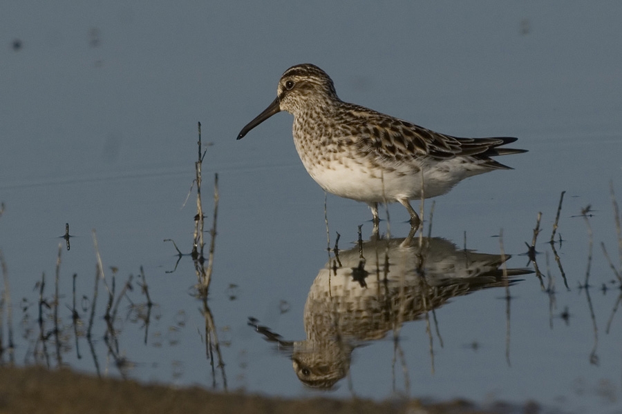 Broad-billed Sandpiper