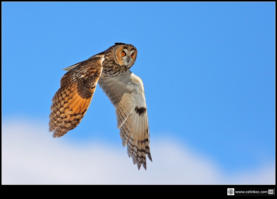 Kulaklı Orman Baykuşu