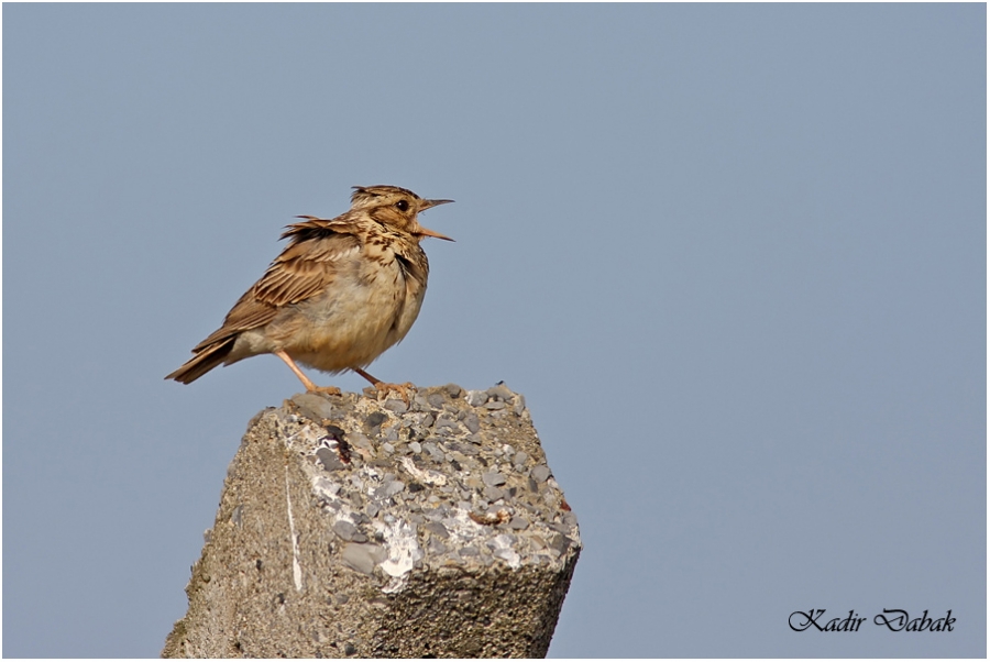 Woodlark