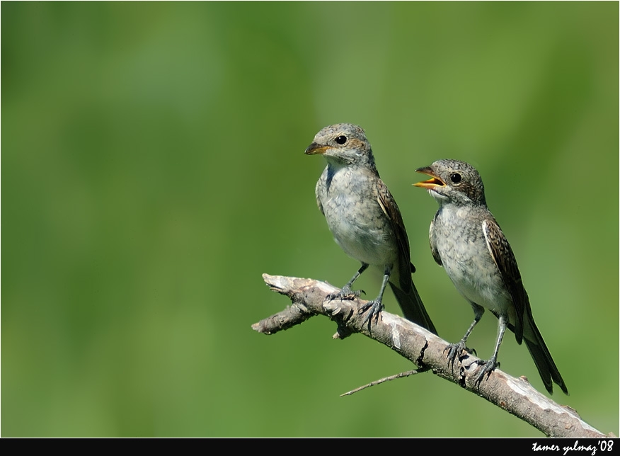 Red-backed Shrike