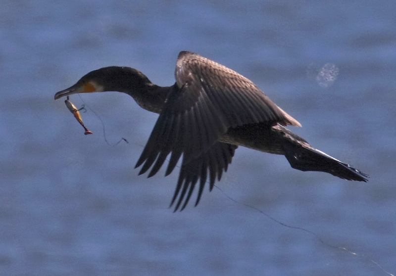 Great Cormorant