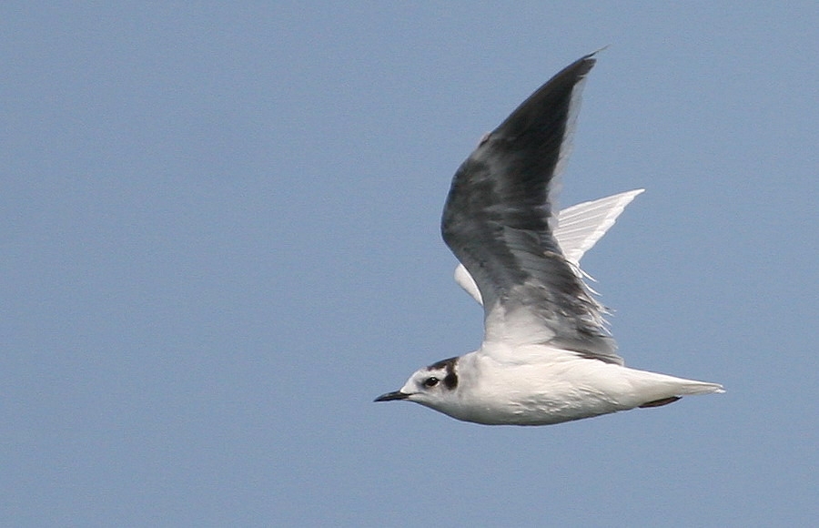 Little Gull