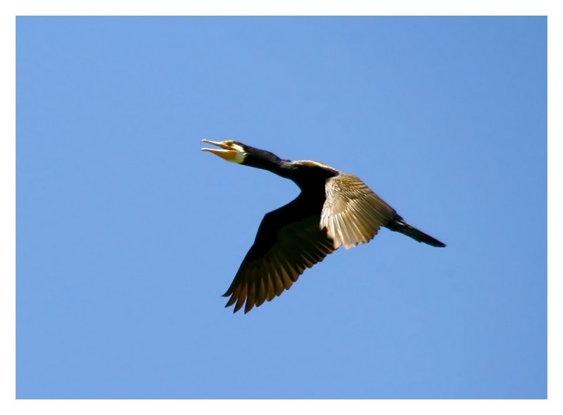 Great Cormorant
