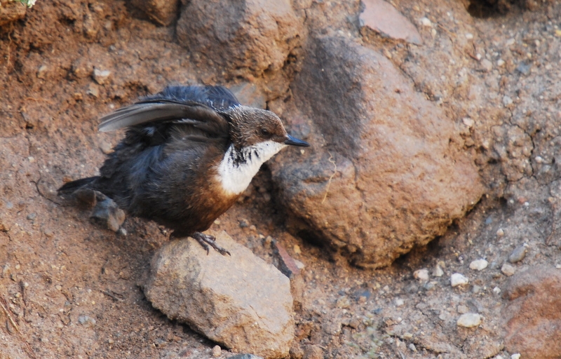 White-throated Dipper