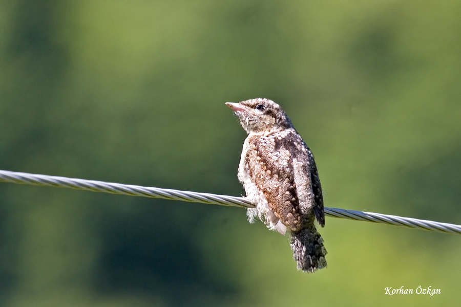 Eurasian Wryneck