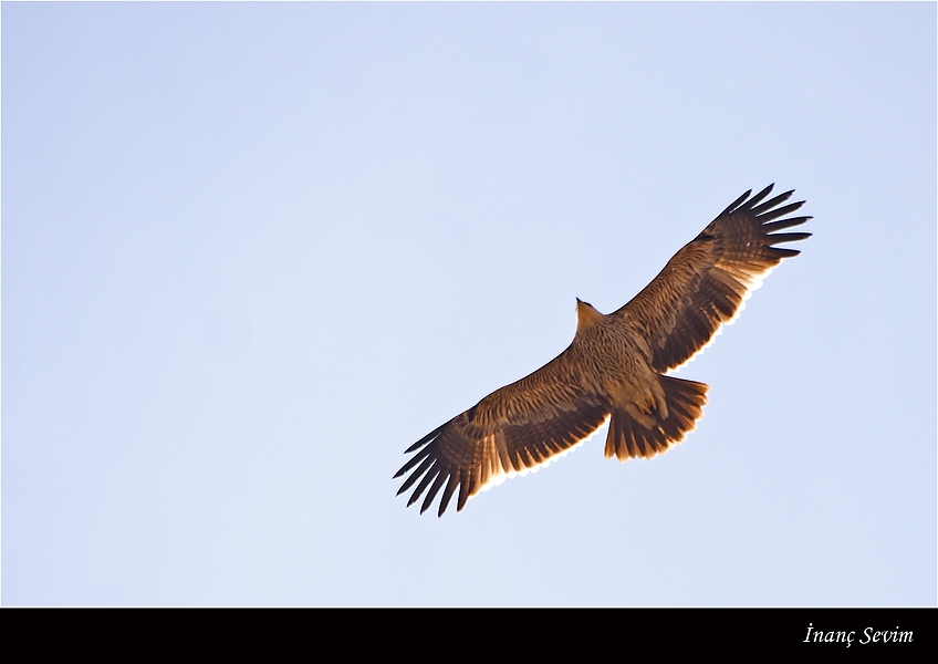 Şah Kartal