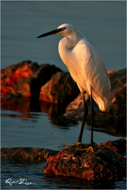 Little Egret
