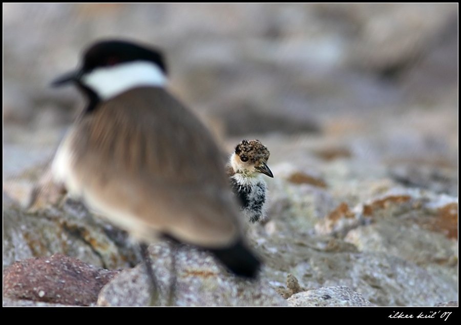 Spur-winged Lapwing