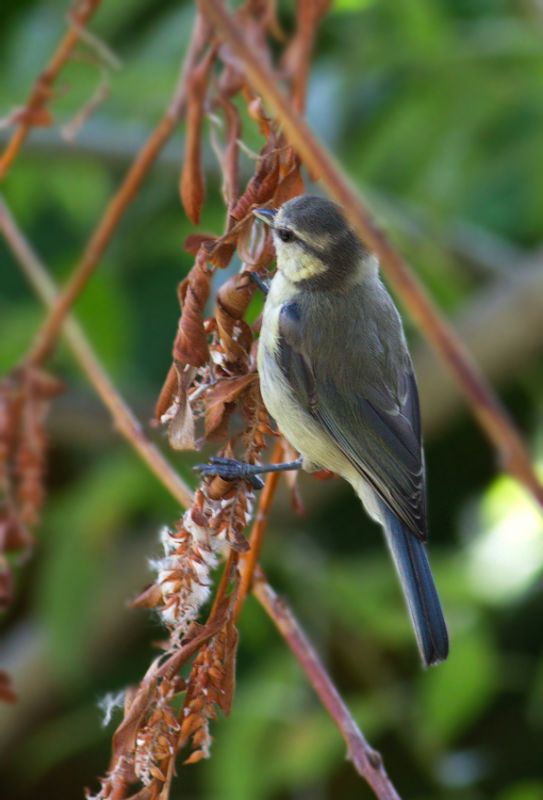 Eurasian Blue Tit