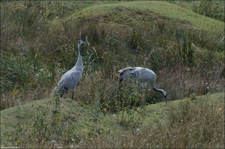 Common Crane
