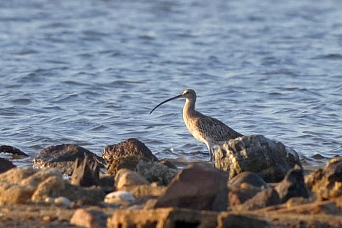 Eurasian Curlew