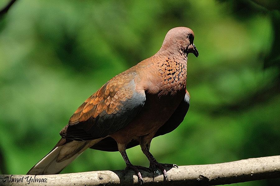 Laughing Dove