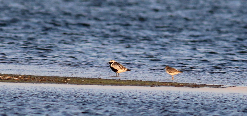 Grey Plover