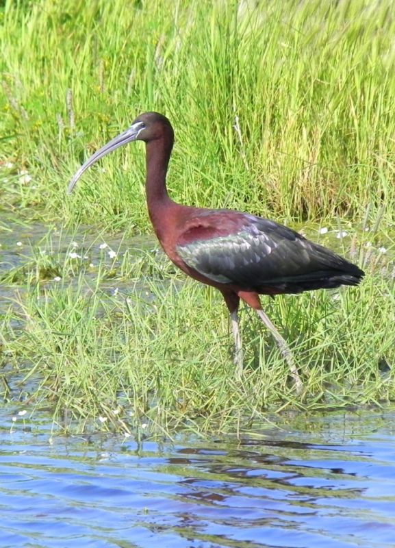 Glossy Ibis