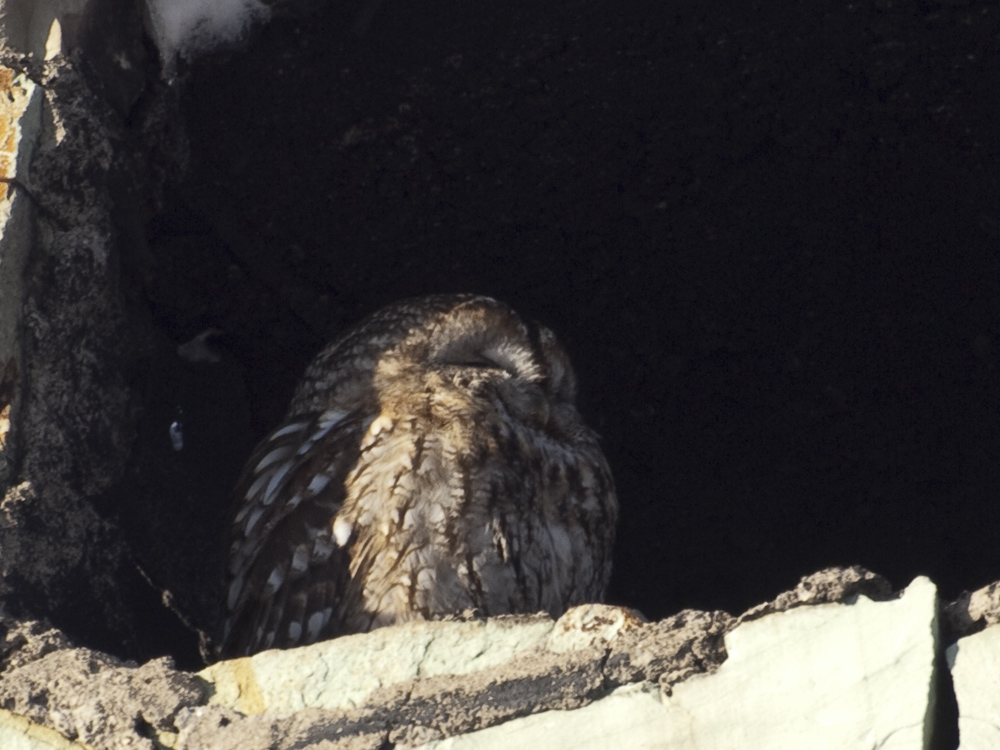 Tawny Owl