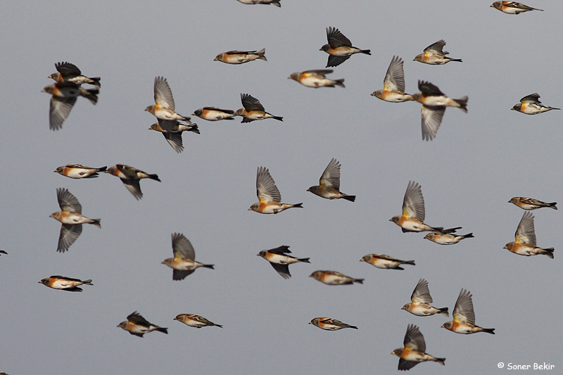 Brambling