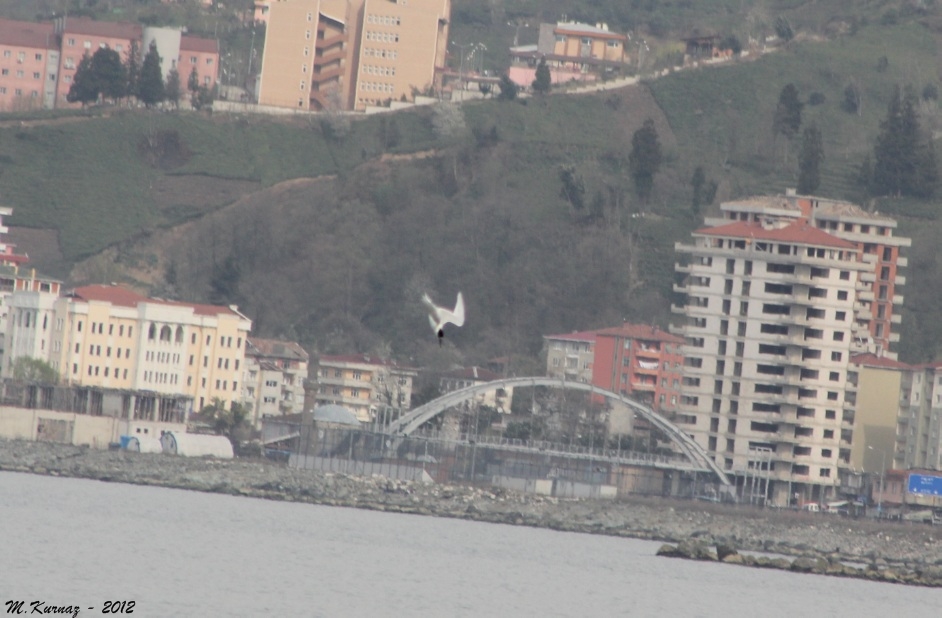 Karagagalı Sumru