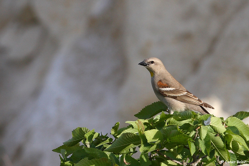Yellow-throated Sparrow