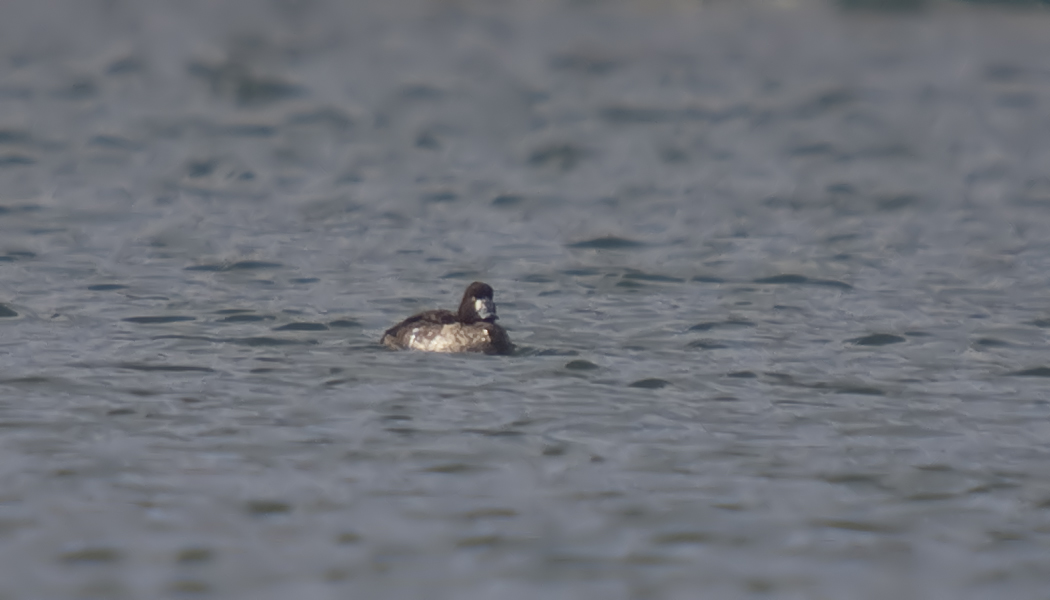 Greater Scaup